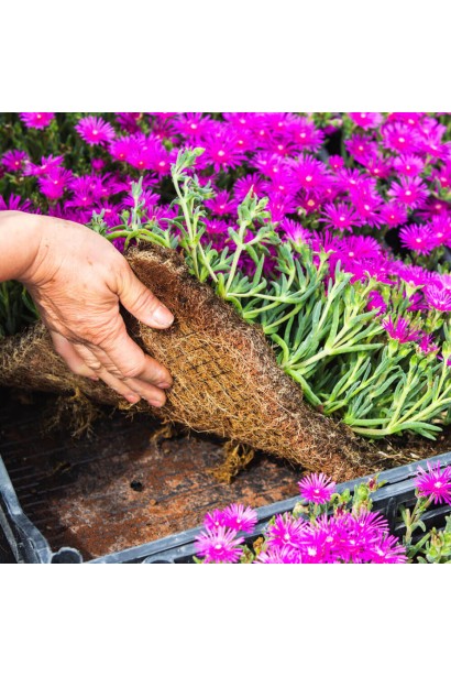 Delosperma cooperi Constellation